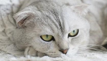 华体会权威下载-开云体育app：用数据与热爱点亮你的体育世界