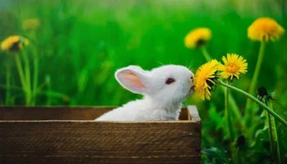 华体会权威下载-开云体育app：用数据与热爱点亮你的体育世界